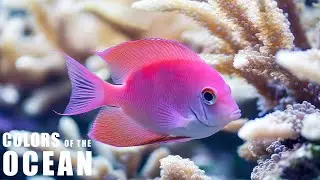 Best 4K Aquarium - Immerse Yourself In The Mesmerizing Underwater World, Jellyfish, Coral Reefs