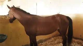 horse bonding trinket rdr2 online দুটি ঘোড়া বন্ধু