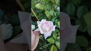 amazing grace rose-very first bloom