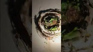 Kitchen drain hydro jetting service at a home in Phoenix 85022. Drain Pros will fix your drain clog.