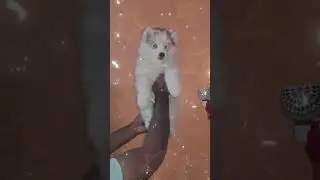 Прекрасный щенок хаски с густым мехом. Доставка в Пуне и по всей Махараштре. 📞75591 76161
