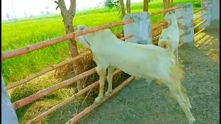 2019 Simple Gulabi Goat Farm
