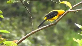 Colombia birds and wild life
