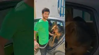 dog boarding hostel client review
