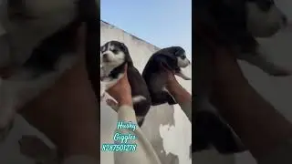 #shorts #youtubeshorts #dog #giggles