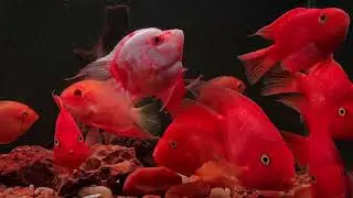 Can Flowerhorns live with Green Terrors? | The Most Colorful Cichlid Tank Setup 2026 @SJ_Aquarist
