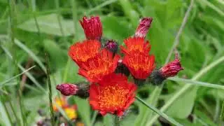 Orange Hawkweed