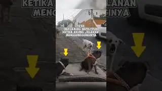 Anjing Pitbull ini tetap tenang saat anjing jalanan menggonggonginya