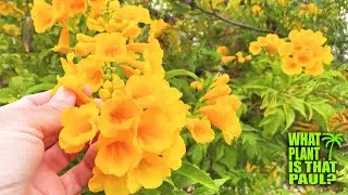 My Tecoma stans is in BLOOM / STUNNING Yellow FLOWERS / Interesting SEEDS