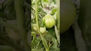 Time for trellising tomatoes though late.