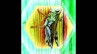 NATURE SHOT: Herringbone Grasshopper  (Melanoplus differentialis) 9/1/22