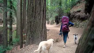 A Soothing Escape: A POV Hike in a Redwood Forest with Baby and Dogs
