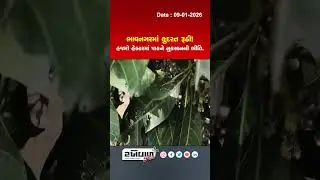 Nature has taken a turn for the worse in Bhavnagar! Fear of crop damage in thousands of hectares.