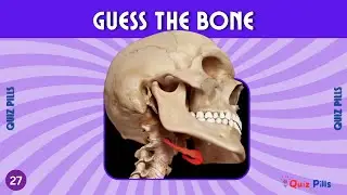 Guess The Bone Human Body Quiz Challenge #quiz #quizchannels