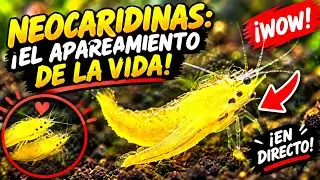 NEOCARIDINAS: el apareamiento de las gambas de acuario 🦐🦐