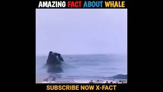 Top Mind Blowing Fact | Amazing Mind blowing facts | #shorts #MindBlowingFact
