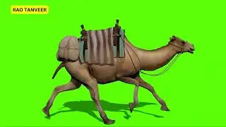 Camel running Animation Green Screen | Full HD Video Download | Green Screen Video