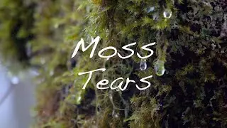 Mossy Tears - Raindrops on moss slow motion