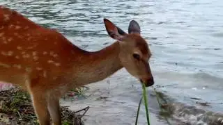 A summer in Japan - Kyoto clips
