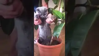 Water, Earth, Fire and Air (cat version)
