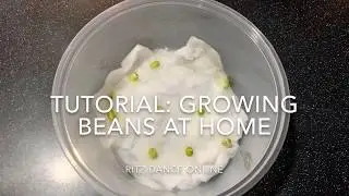 Tutorial: How to Grow Green / Mung Beans At Home