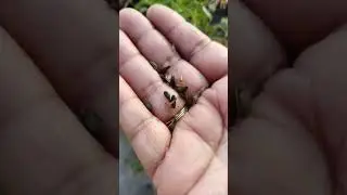 #shorts #dimorphotheca seeds