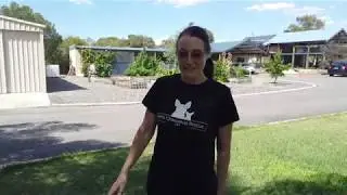 Digital Hitmen's New Perth Chihuahua Rescue Website