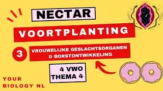 4 vwo | Voortplanting | 3 | Vrouwelijke geslachtsorganen en borstontwikkeling