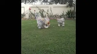 || Isabel brahma breeders || #for_sale #shortfeed #shortsyoutube #brahma #shorts