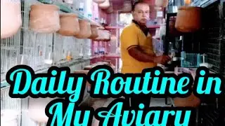 Daily routine in my aviary