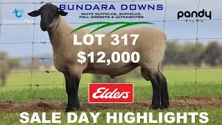 4k Bundara Downs 2022 Ram Sale Day Highlights