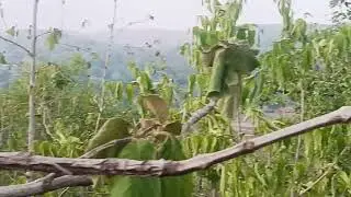 Adivashi  bhilo ka area