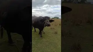 😂🐃Erumai comedy|#amaravathivengat#senthilcomedy#erumaicomedy#funny#comedy#viralvideo#villagelife#yt