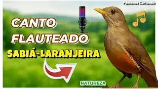 “O Incrível Canto Flauteado do Sabiá Laranjeira — Parece Uma Flauta Humana!” - Vários Celulares!