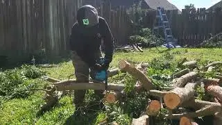 Kenny Ho cutting tree today on April 13, 2025