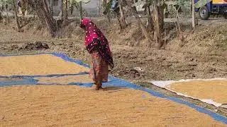 গ্ৰামীণ জীবন এভাবেই কেটে যায়। Village life। Mr Fami bhai
