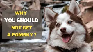 5 Reasons You Should Not Get a Pomsky