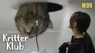 A Stray Cat Breaks Into An Apartment Through The Ceiling And Won't Leave | Kritter Klub