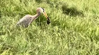 Great Blue Heron Eats Gopher