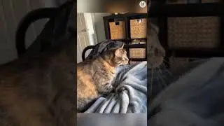 Испытание &laquo;Попробуй не засмеяться&raquo; 😜😼 Подборка смешных и милых видео с котиками 83 #КОРОТКОМЕТРАЖНЫЕ