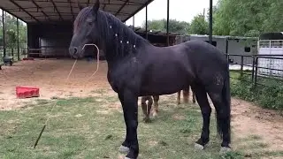 Playful horse takes over his own training
