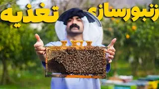 راز زنبورسازی حرفه‌ ای! افزایش  جمعیت  کندو  با شربت  و کیک گرده