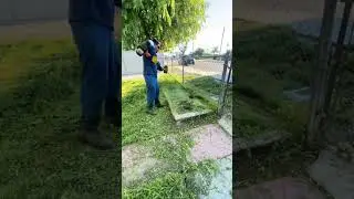 #lawncare #grassing #grasstrimming #gardentractor #grasstrimming