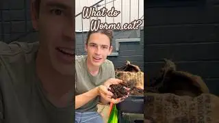 What Will Worms Eat? Surprising Worm Food Experiment!