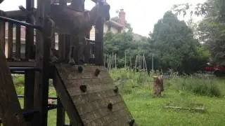 Goat in a playhouse...
