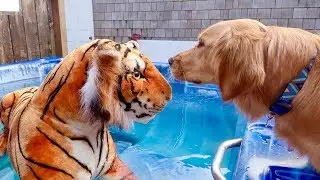 Sammie Plays With Tiger In Ocean!