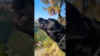 Black Labrador with Shiny Fur in Himalaya