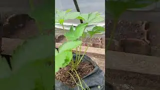 #farm #farming #garden #gardening #plantinginthegarde