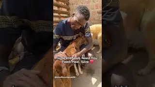 ‼️💔Heartbreaking Animal Rescue Stories | Help Feed These Innocent Souls #dog #dogs #rescuedogs