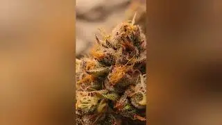Wedding Cake Growcraft Run
